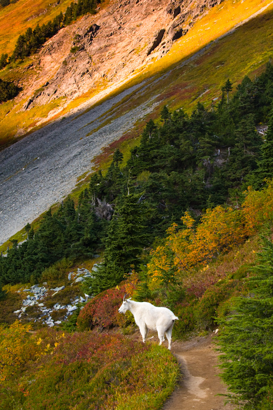 Mountain Goat